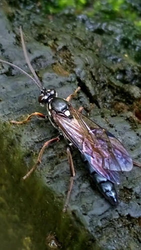 Coelichneumon leucocerus