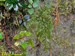 Hymenophyllum polyanthon