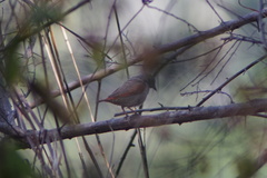 Pytilia phoenicoptera