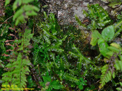 Pallavicinia