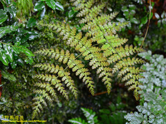 Dryopteris paleolata