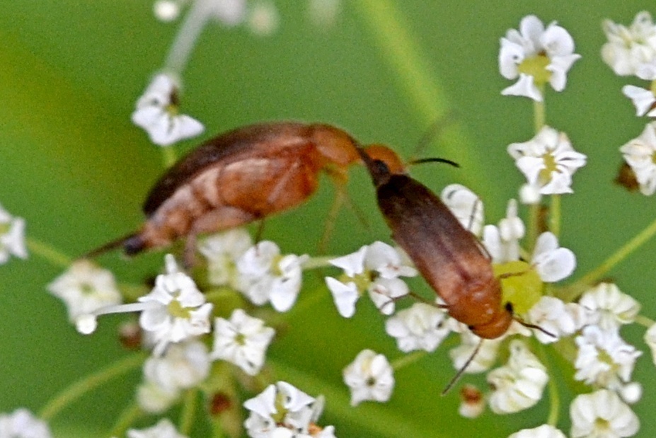 Mordellinae from Libošovice, Česko on July 27, 2023 at 0303 PM by Petr