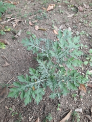 Parthenium hysterophorus image