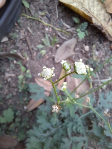 Parthenium hysterophorus image