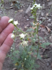 Parthenium hysterophorus image