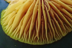 Heimiomyces velutipes