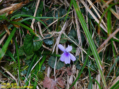 Viola formosana