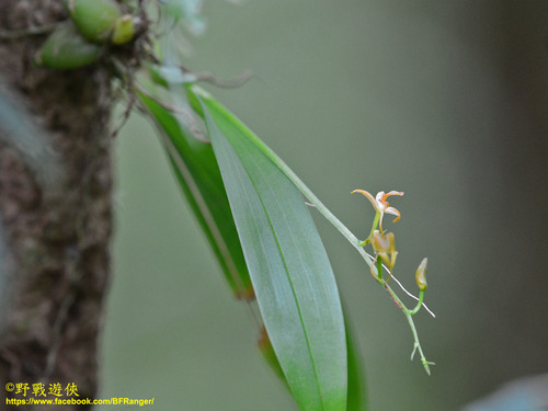Liparis bootanensis iNat (1)