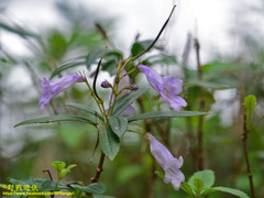 Lysionotus pauciflorus