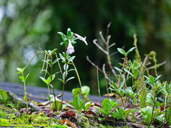 Lysionotus pauciflorus
