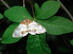 Abraxas amicula-illuminata