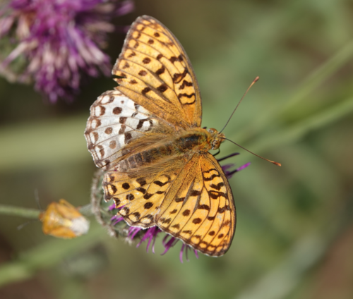High Brown Fritillary, Minsk, BY, photo 6 of 10