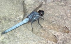 Orthetrum glaucum