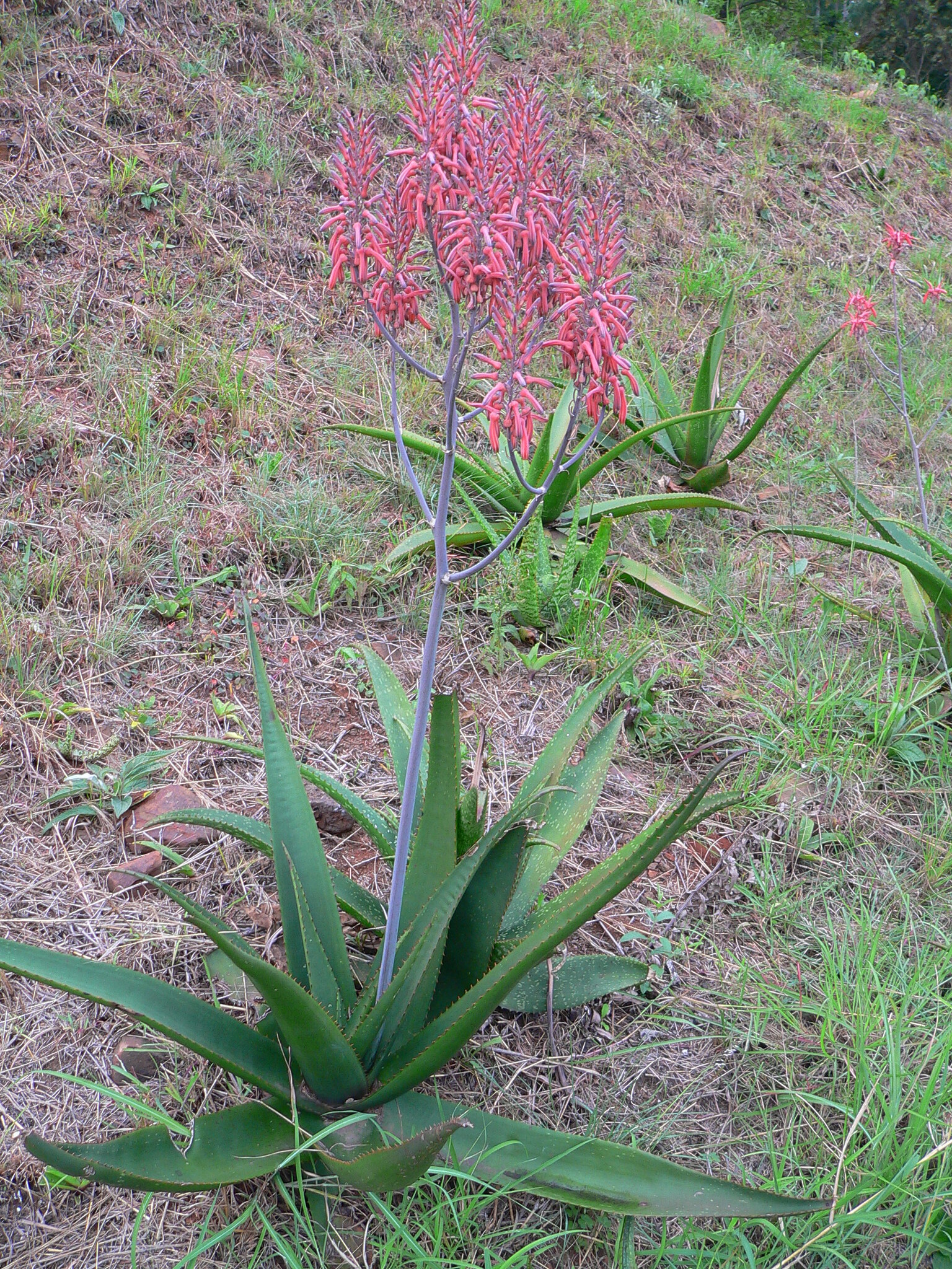 Aloe dyeri
