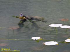 Mauremys mutica mutica