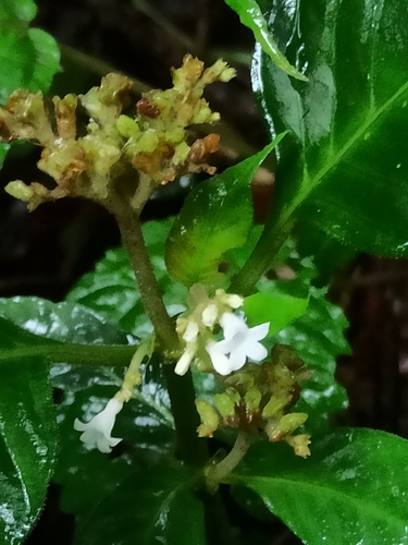 Image of Ophiorrhiza mungos by (c) Sindhu Haridas, some rights reserved (CC BY)