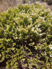 Veronica brachysiphon