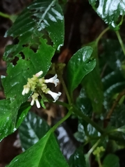 Ophiorrhiza mungos, photograph Sindhu Haridas, CC BY, iNaturalist via GBIF