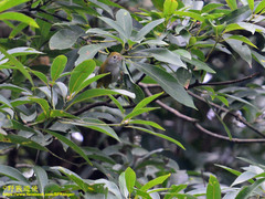 Erpornis zantholeuca