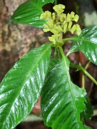 Image of Ophiorrhiza mungos by (c) Sindhu Haridas, some rights reserved (CC BY)