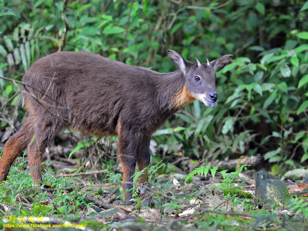 Taiwan Serow in November 2018 by Kinmatsu Lin · iNaturalist