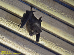 Hipposideros armiger terasensis