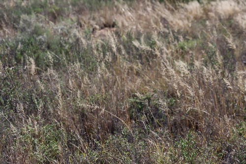 Image of Eragrostis plana by (c) Tony Rebelo, some rights reserved (CC BY-SA)