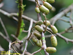 Actinidia callosa discolor
