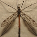 Tipula abdominalis - Photo (c) Paul Bedell,  זכויות יוצרים חלקיות (CC BY-NC-SA)