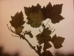 Ribes rubrum