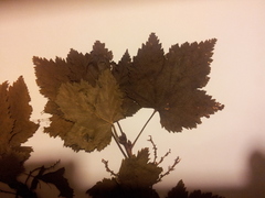 Ribes rubrum