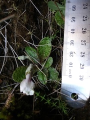 Mazus radicans