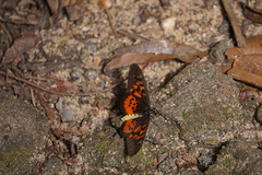 Acraea pharsalus