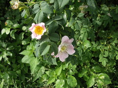 Rosa nitidula