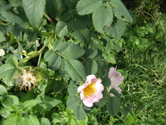 Rosa nitidula