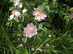 Rosa nitidula