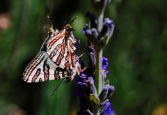 Cigaritis natalensis