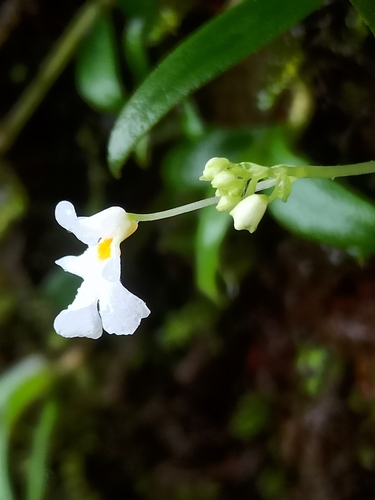 Image of Impatiens stocksii by (c) Sindhu Haridas, some rights reserved (CC BY)