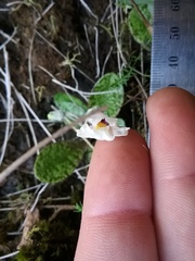 Mazus radicans
