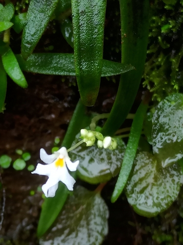Image of Impatiens stocksii by (c) Sindhu Haridas, some rights reserved (CC BY)