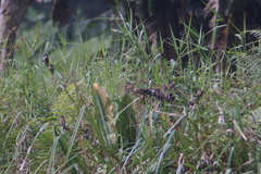 Spermestes cucullata