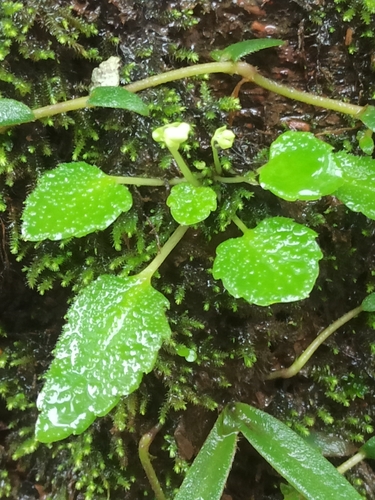 White Kanara Balsam (Impatiens stocksii)