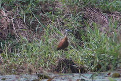 Actophilornis africanus