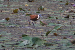 Actophilornis africanus