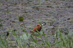 Actophilornis africanus