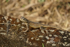 Agama