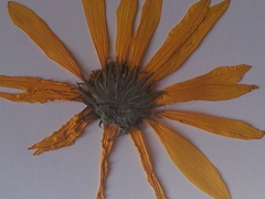 Helianthus × laetiflorus