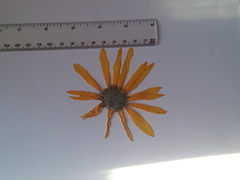 Helianthus × laetiflorus