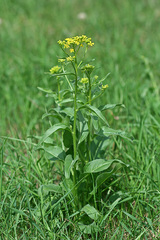Bunias orientalis