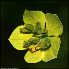 Bupleurum aureum